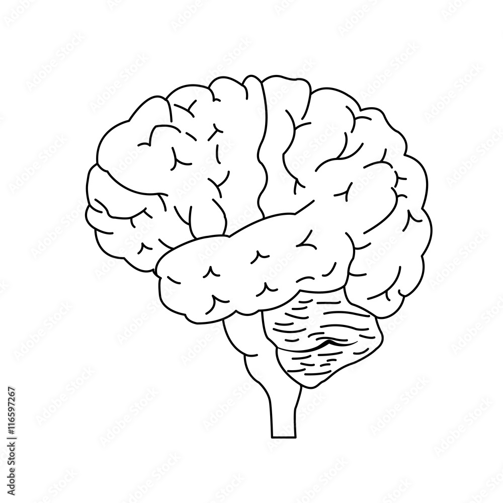 Isolated brain side view. Illustration of human brain for medical design, study or concept for logo design. Easy recolor. Isolated brain side view. Illustration of human brain for medical design, study or concept for logo design. Easy recolor.