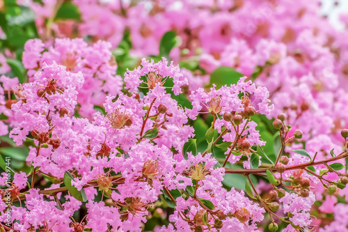 サルスベリの花