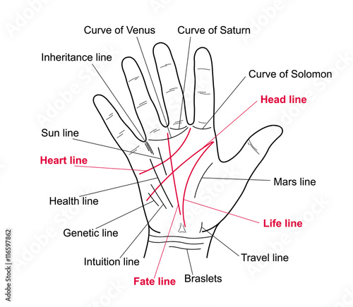 Palmistry. Value lines on the human hand. Vector illustration of a human hand with lines.