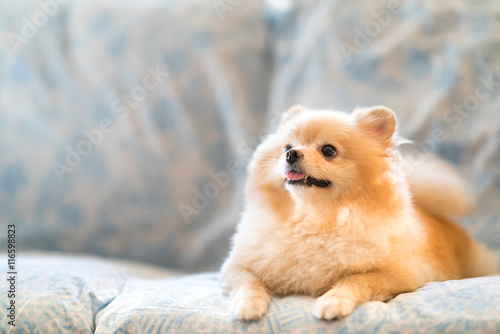 Cute pomeranian dog smiling on the sofa, looking upward to copy space photo