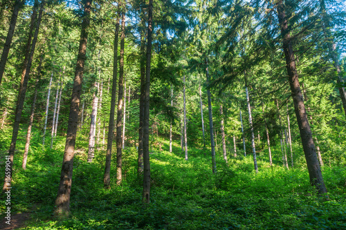 the pine forest