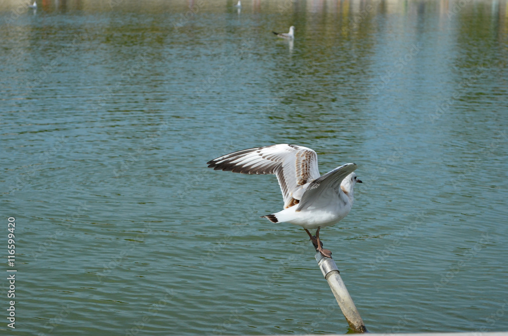 Fotografia do Stock Volatile Adobe Stock