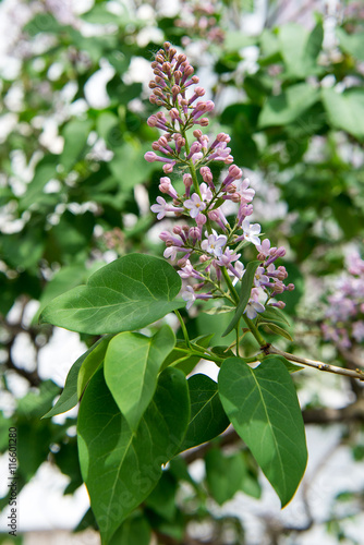 Fragrant flowering bush of white lilac in the garden