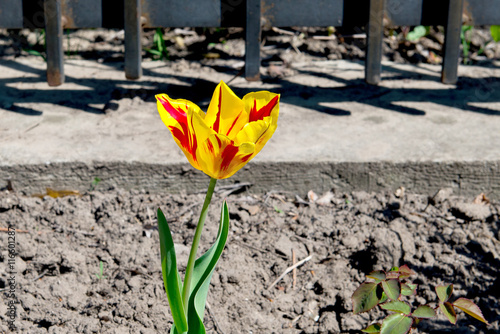 Blooming yellow tulip growing in the flowerbed in the park