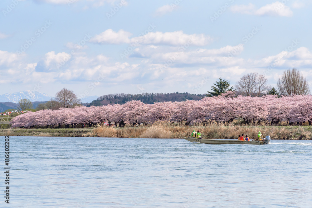 Tourist boat and Kitakami riverside Cherry blossoms in Kitakami