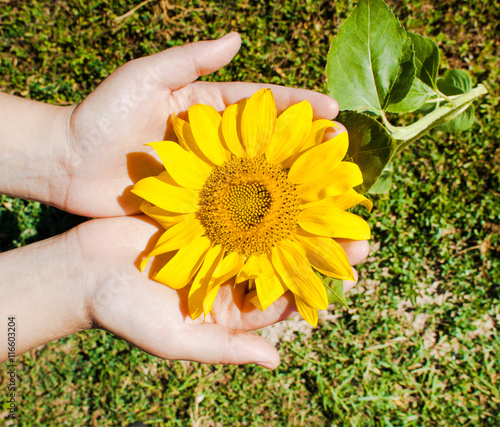 Ripe sunflower in hand.