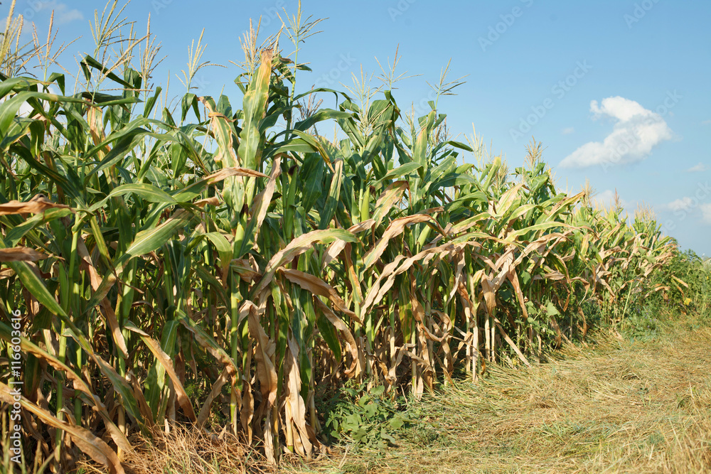 biofuel, corn field biofuel, corn field