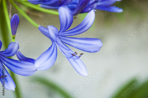 Wallpaper blue flower on blur background right position