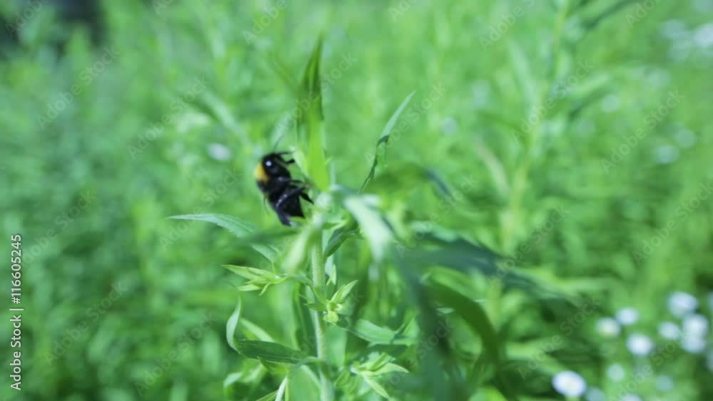 Beautiful summer garden. Bumblebee collecting nectar Beautiful summer garden. Bumblebee collecting nectar