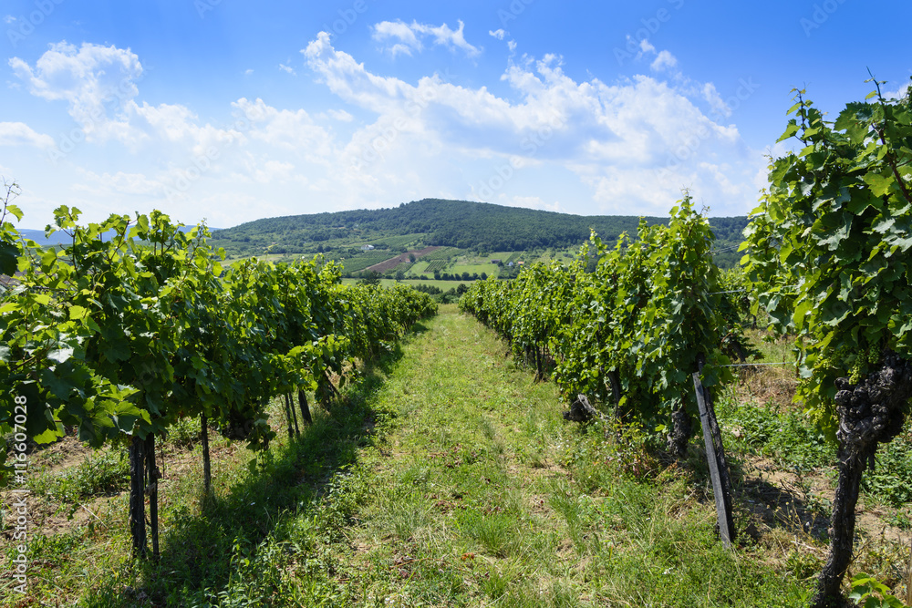 Summer landscape of Tokay vineyard