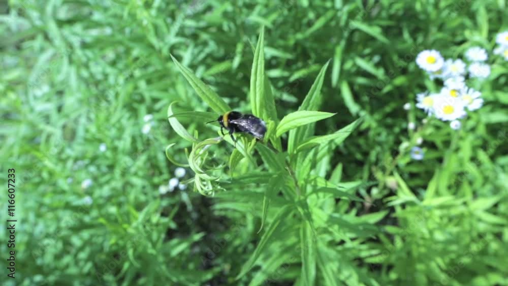 Beautiful summer garden. Bumblebee collecting nectar Beautiful summer garden. Bumblebee collecting nectar