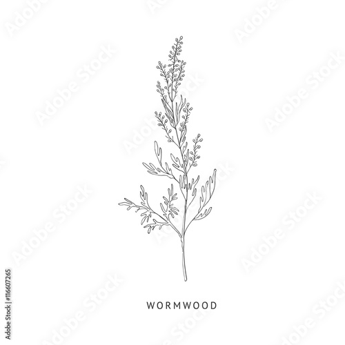 Wormwood Hand Drawn Realistic Sketch
