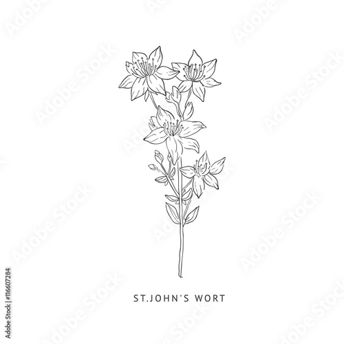 St. Johns Wort Hand Drawn Realistic Sketch