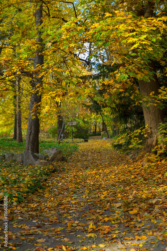 Fall park path