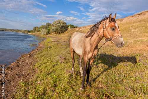 graceful horse on the river shore