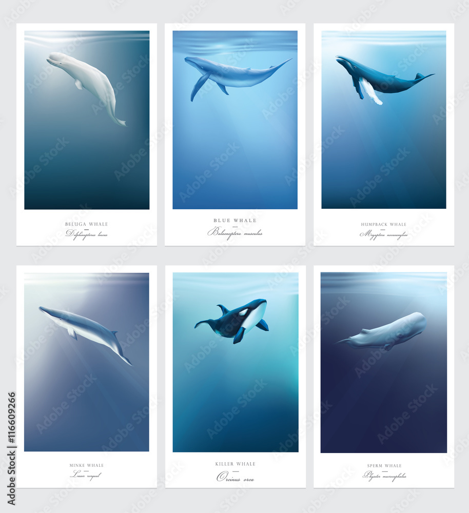 Fototapeta premium Beluga, Orca, płetwal błękitny, kaszalot, norek, humbaki morskie