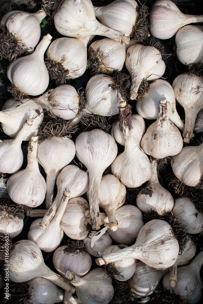 Fresh ripe juicy delicious garlic Fresh ripe juicy delicious garlic
