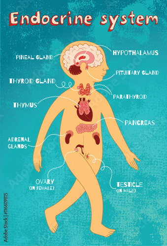 vector cartoon illustration of endocrine system for kids