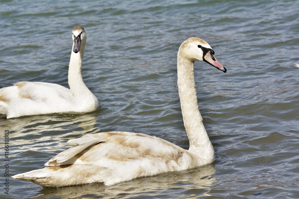 Fototapeta premium A beautiful Mute swan (Cygnus olor) / Mute swan (Cygnus olor)