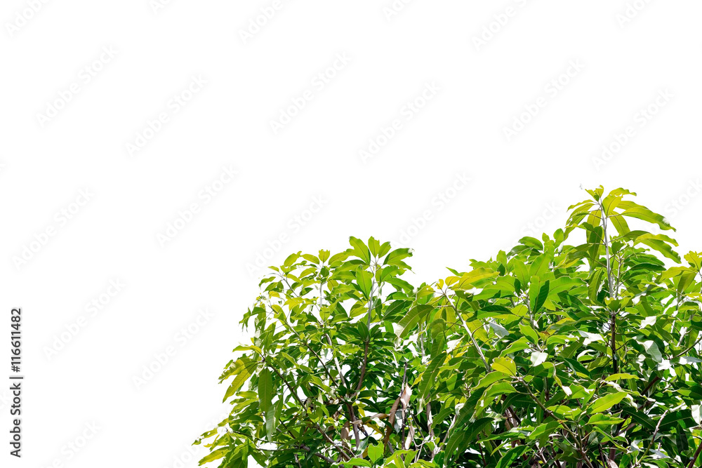 Closeup leaves of mango tree on white background.