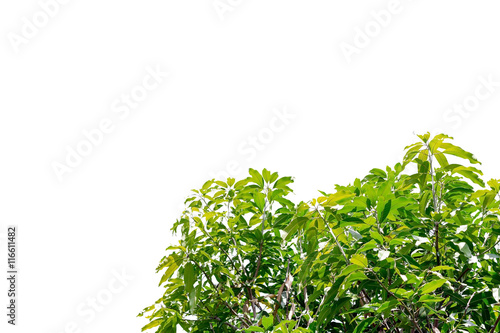 Closeup leaves of mango tree on white background.