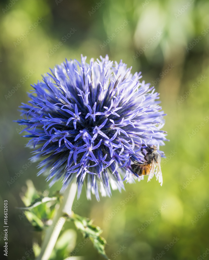 Bright Purple Globe Thistle and Honeybee Bright Purple Globe Thistle and Honeybee