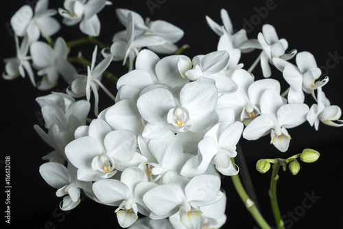 Weiße Orchidee auf schwarzem Hintergrund