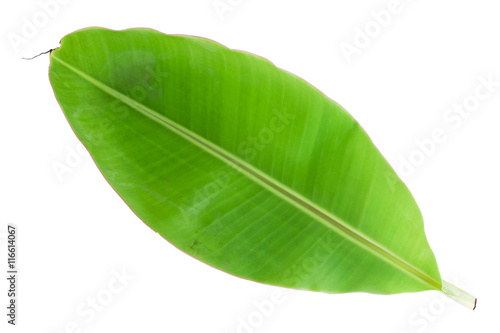 Banana leaf isolated