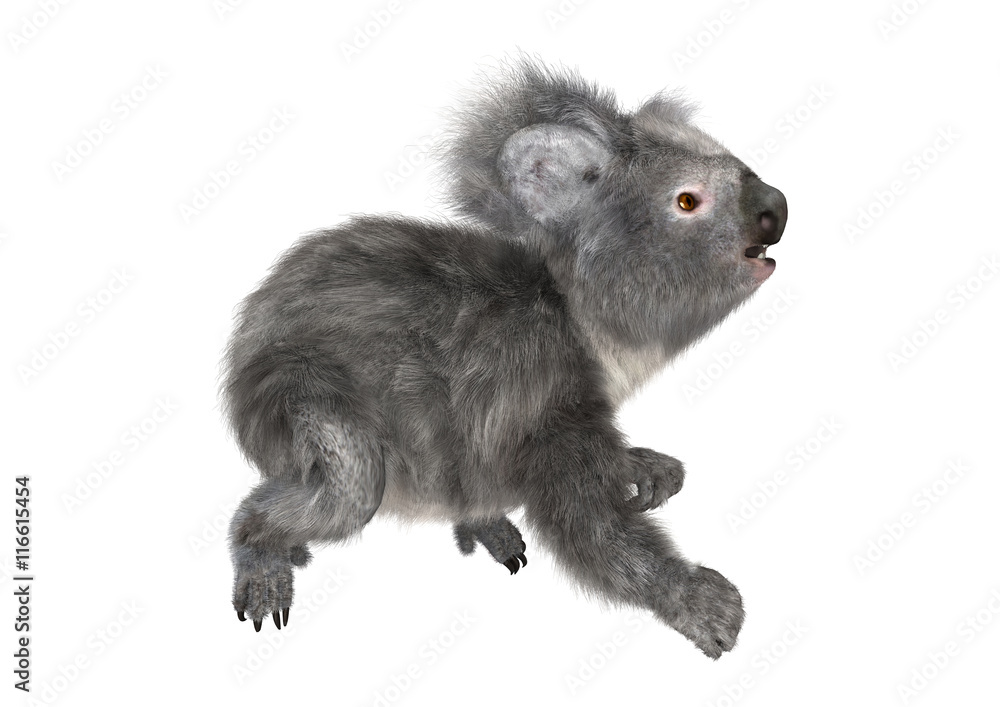 Obraz premium 3D Rendering Koala Bear on White