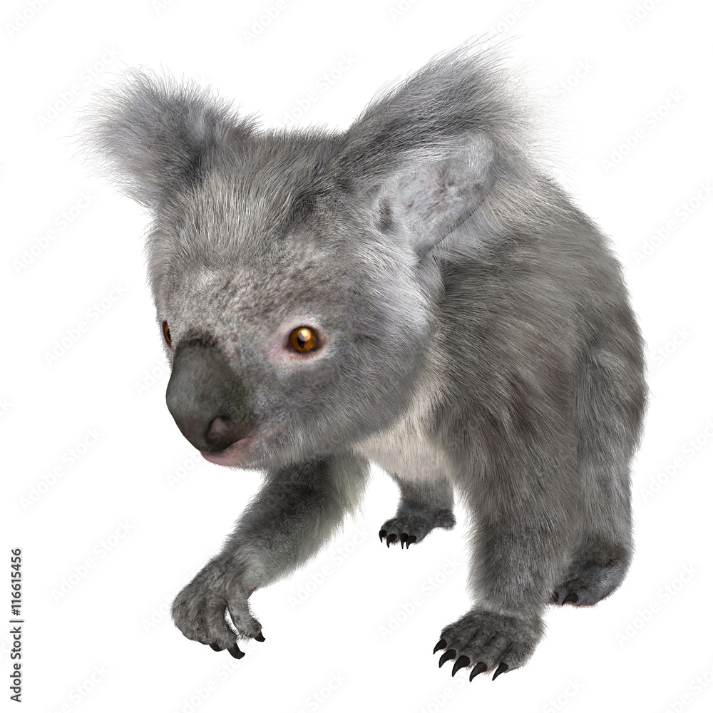 Obraz premium 3D Rendering Koala Bear on White
