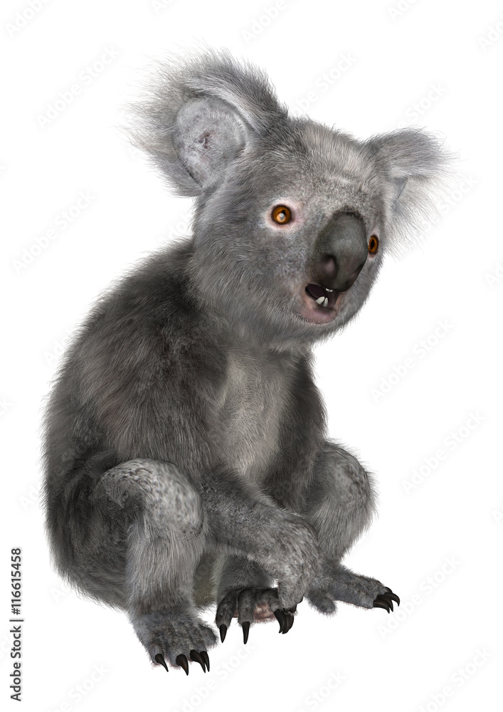 3D Rendering Koala Bear on White 3D Rendering Koala Bear on White
