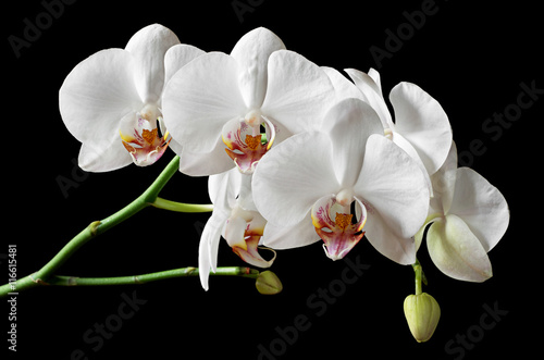 Fototapeta Naklejka Na Ścianę i Meble -  White flowers orchids