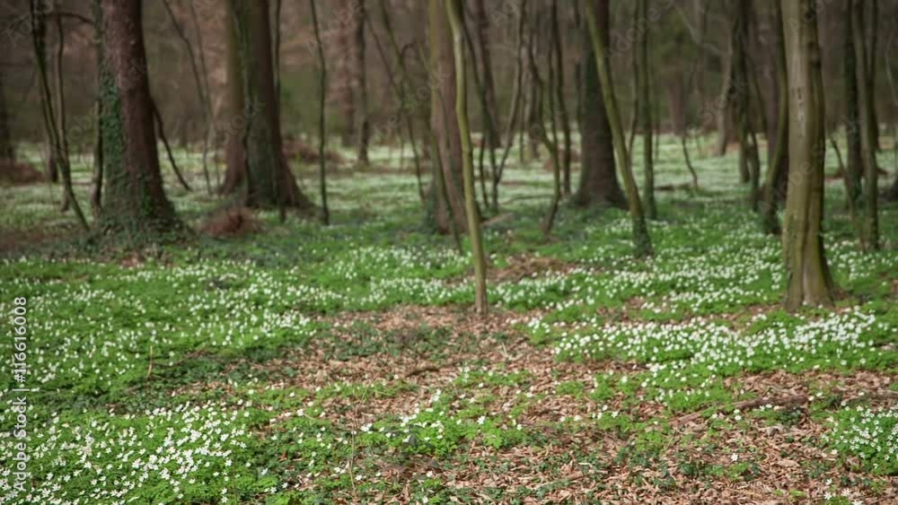 There is a field o snowdrops in the middle of nature. There are trees everywhere, too. The landscape looks amazing in this time of year. Wide-angle shot.
There is a field o snowdrops in the middle of nature. There are trees everywhere, too. The landscape looks amazing in this time of year. Wide-angle shot.