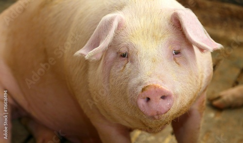 fat pigs in a sty on a farm © ChiccoDodiFC