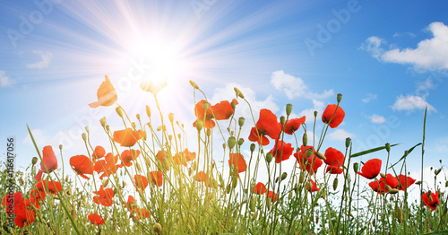 Fototapeta Naklejka Na Ścianę i Meble -  Mohnblumen Feld Panorama