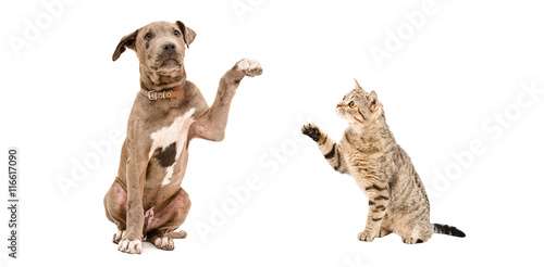 Funny puppy Pitbull and playful cat Scottish Straight