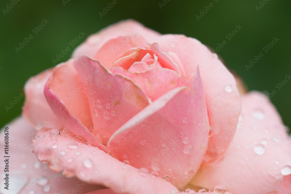 Pink rose flower in the garden after rain. Raindrops on petals. Pink rose flower in the garden after rain. Raindrops on petals.