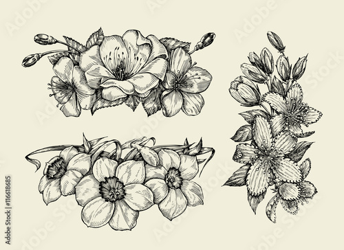 Flower. Hand drawn sketch tutsan, hypericum, narcissus, cherry flowers. Vector illustration