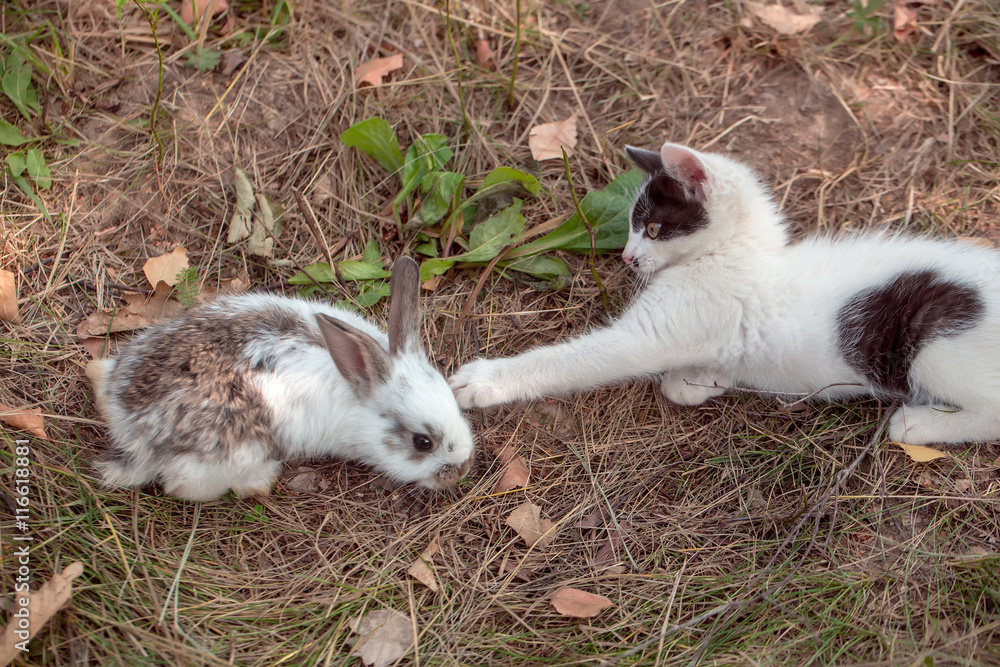 Cute small rabbit and kitten Cute small rabbit and kitten