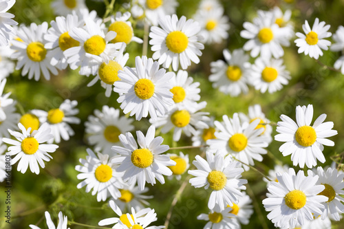 Ox-eye Daisy Flowers