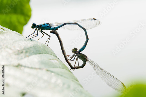 Two dragonfly making love
