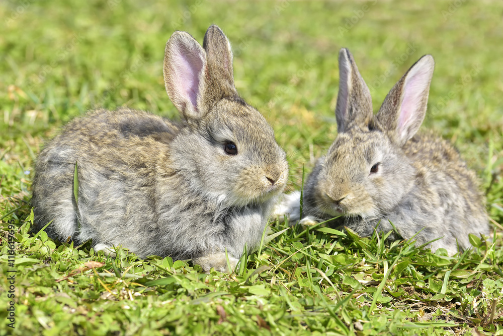 Fototapeta premium Little rabbits sitting outdoors in spring