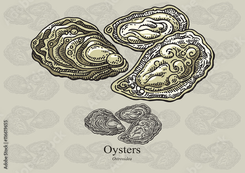 Oysters. Vector illustration for web, education examples, graphic and packaging design. Suitable for patterns and artwork in small sizes.