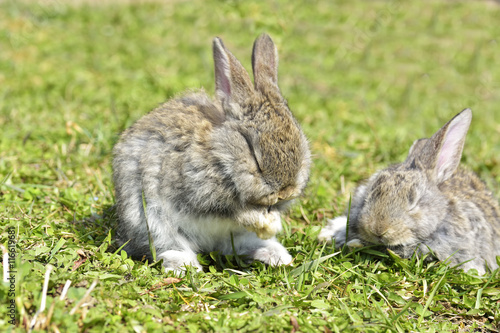 Little rabbits sitting outdoors in spring