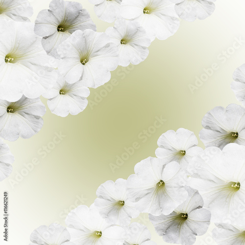 Beautiful floral background isolated white petunias    