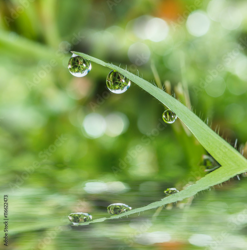 Raindrops on green grass leaves with reflection water