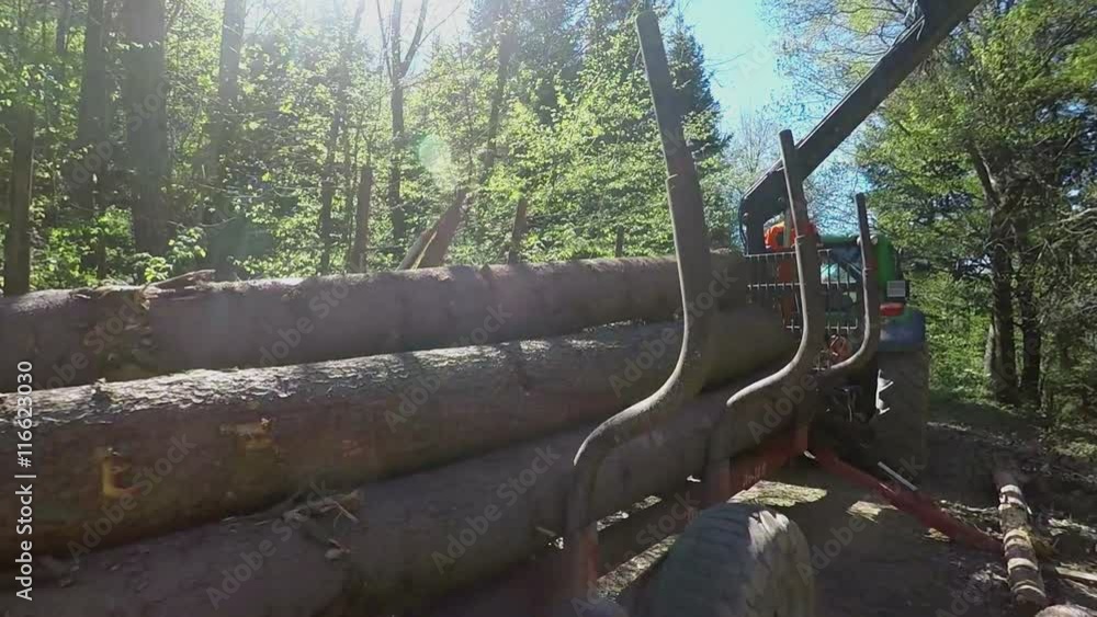 A logger is lifting up tree trunk with the help of a tree excavator and then he is unloading them on a big trailor. The tree trunks will later be carried away and used for firewood. Close-up shot.
A logger is lifting up tree trunk with the help of a tree excavator and then he is unloading them on a big trailor. The tree trunks will later be carried away and used for firewood. Close-up shot.