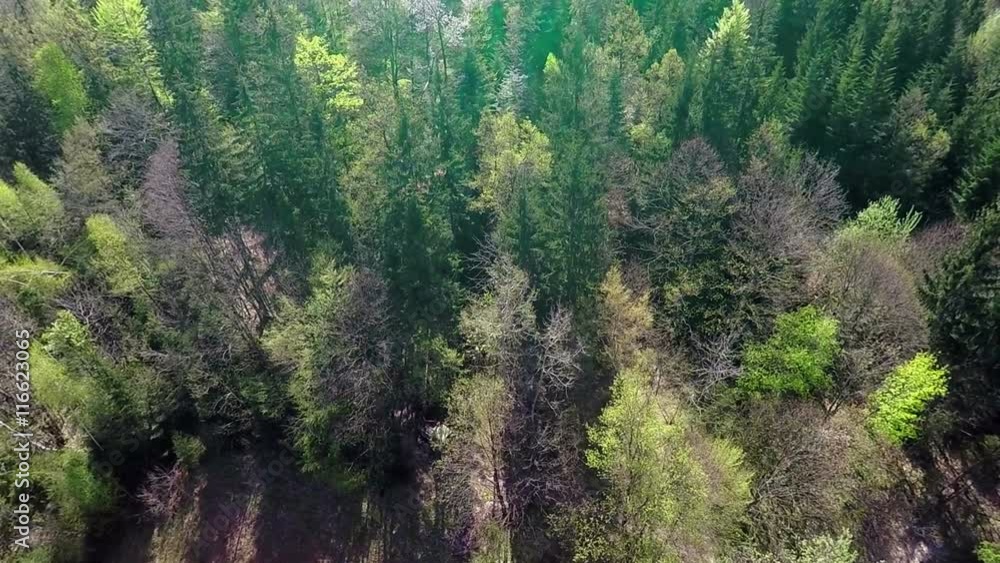 We can see a beautiful forest in the spring time. The trees are light and dark green, all different kinds of conifers and foliaceous trees. Wide-angle shot
We can see a beautiful forest in the spring time. The trees are light and dark green, all different kinds of conifers and foliaceous trees. Wide-angle shot
