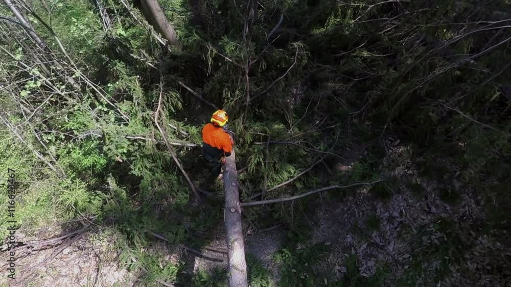 A man is cutting branches off a conifer that has been cut down. The trunk will then be used for wood. Wide-angle shot.
A man is cutting branches off a conifer that has been cut down. The trunk will then be used for wood. Wide-angle shot.