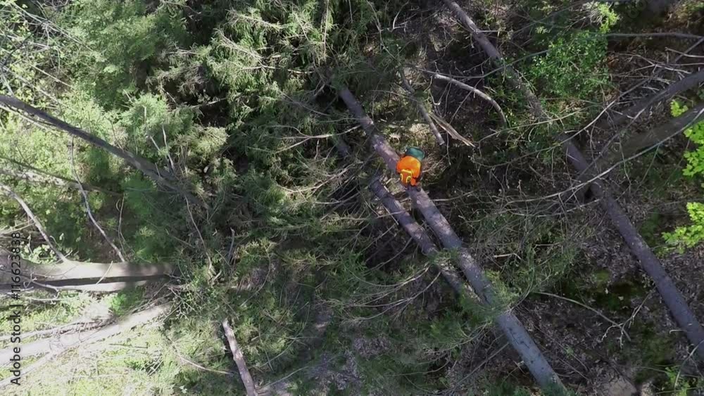A young forestman is cutting branches off a fallen coniferous tree. He will use the trunk for the firewood. Wide-angle shot.
A young forestman is cutting branches off a fallen coniferous tree. He will use the trunk for the firewood. Wide-angle shot.